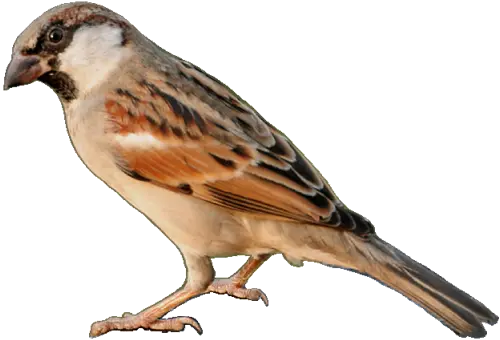 Sparrow PNG