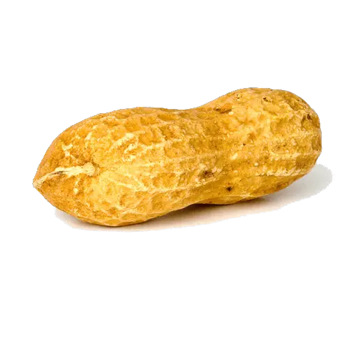 Peanut PNG