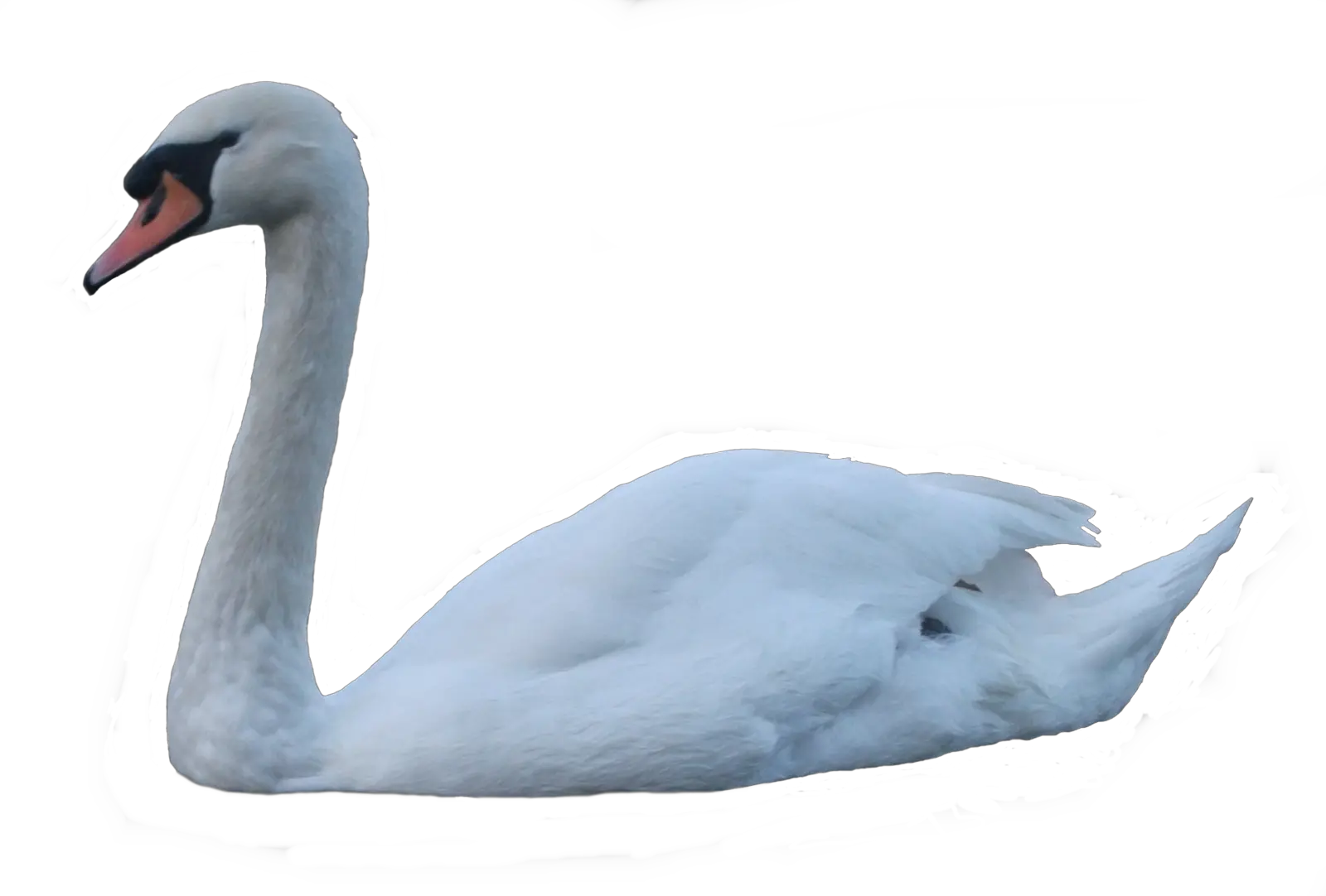 Swan PNG