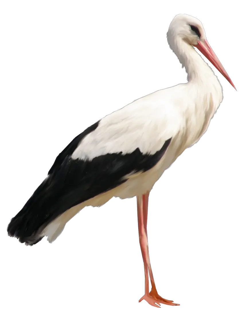 Stork PNG