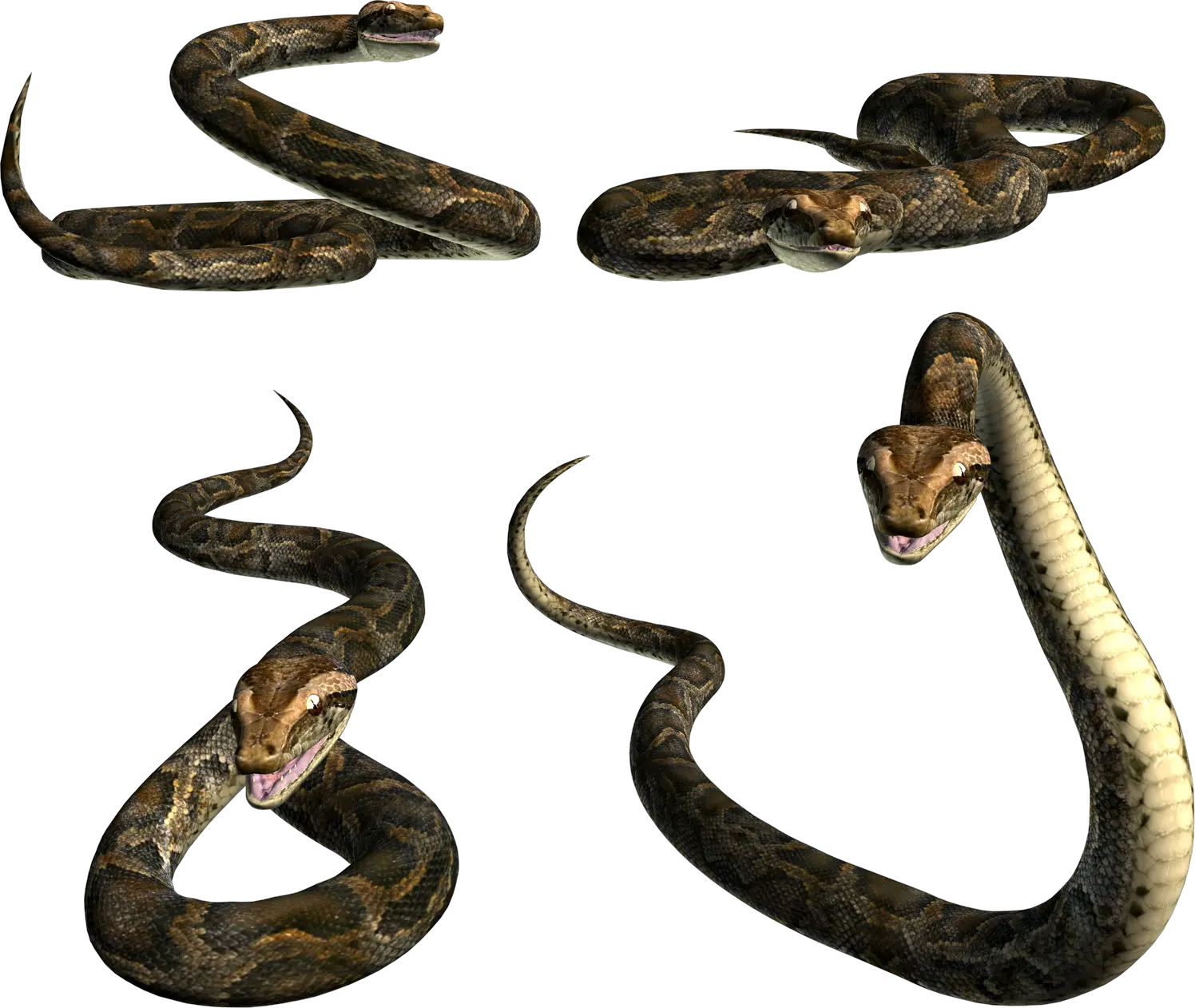 Snake PNG image picture download free