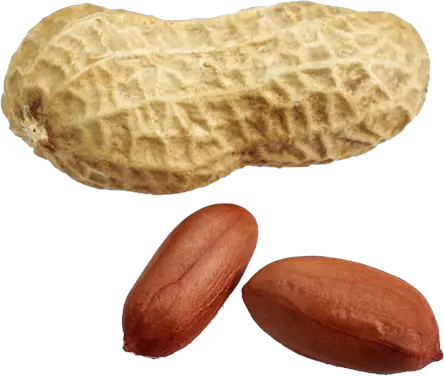 Peanut PNG