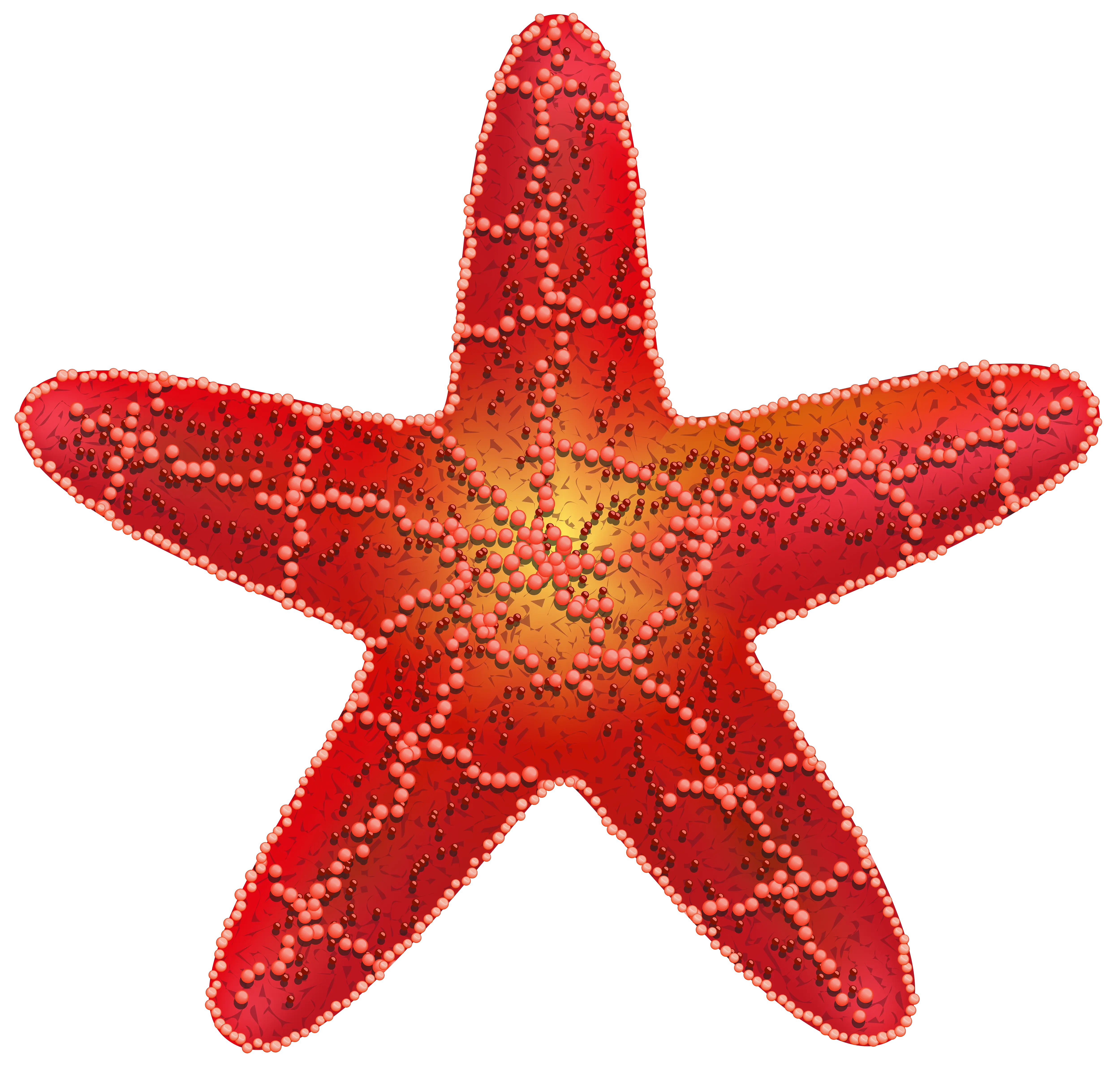 Starfish PNG