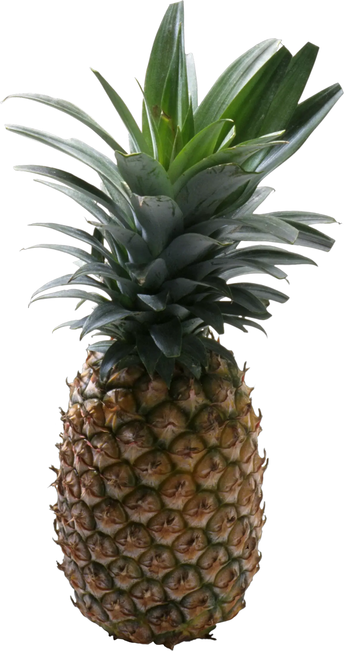 Pineapple fruit PNG image
