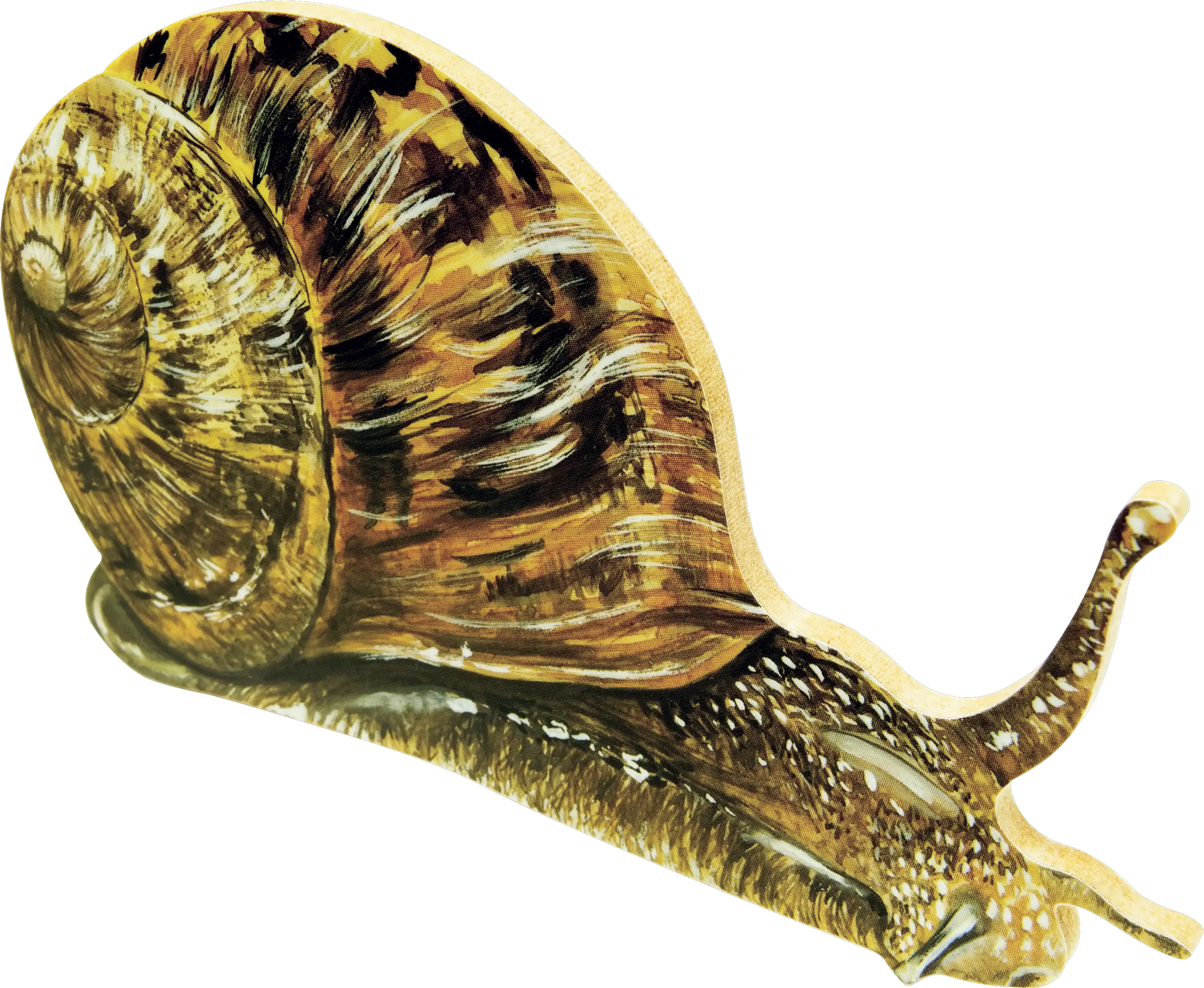 Snail PNG