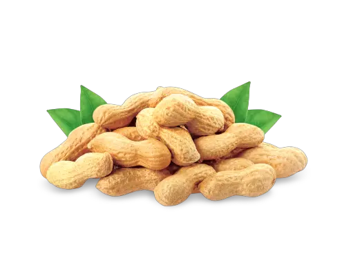 Peanut PNG