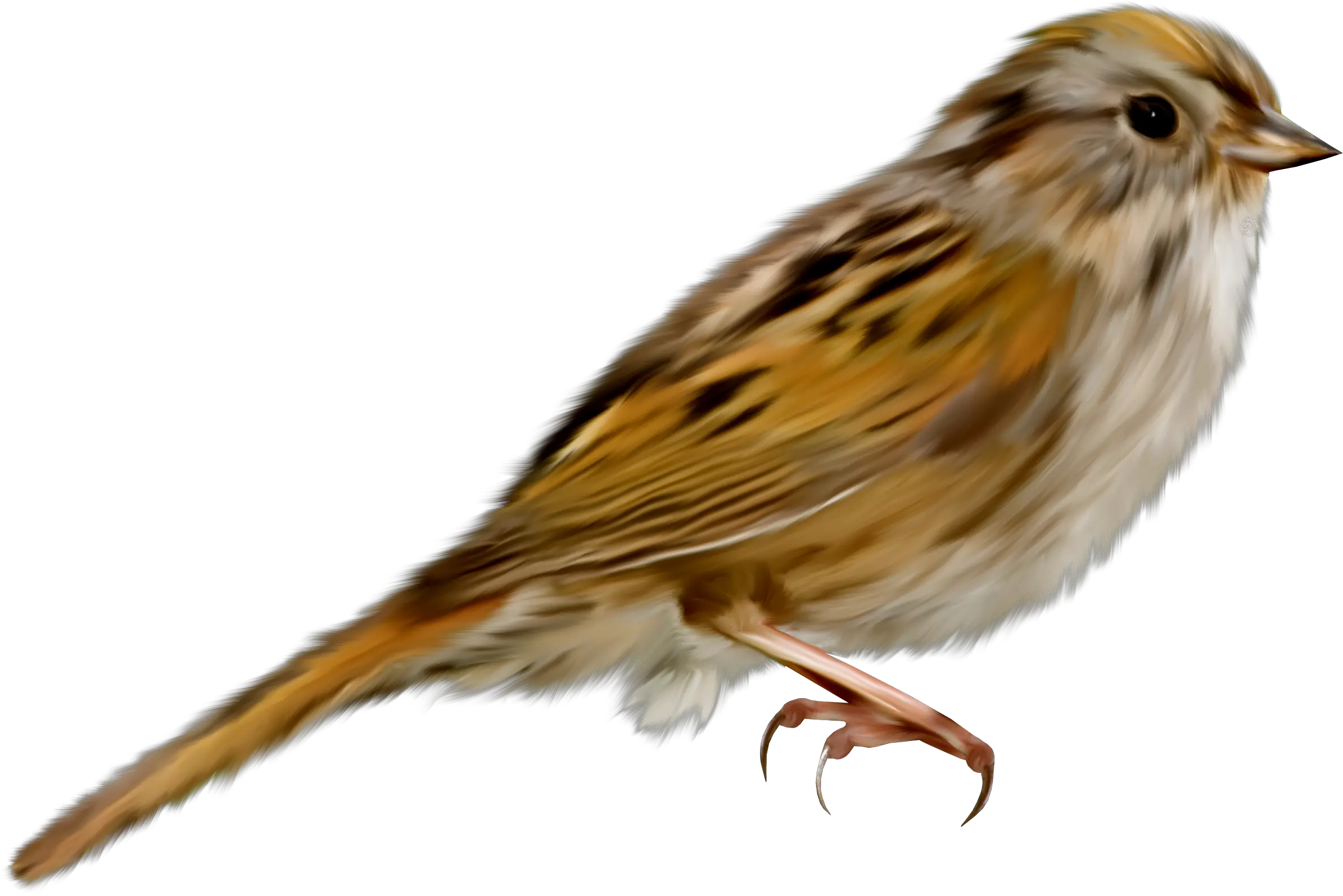 Sparrow PNG