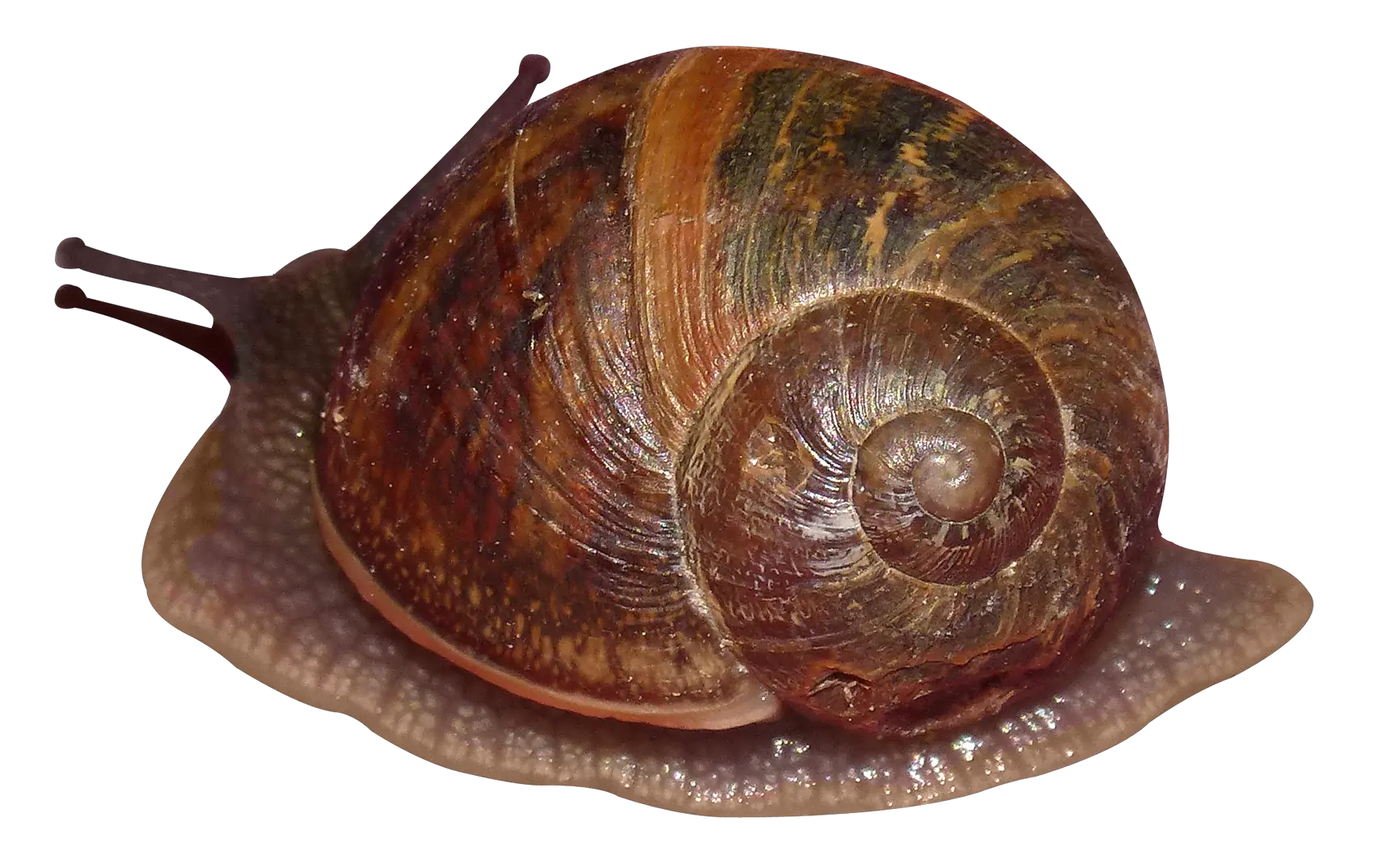 Snail PNG