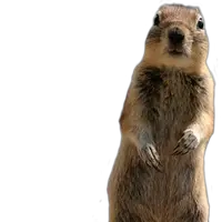 Squirrel PNG
