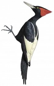 Woodpecker PNG