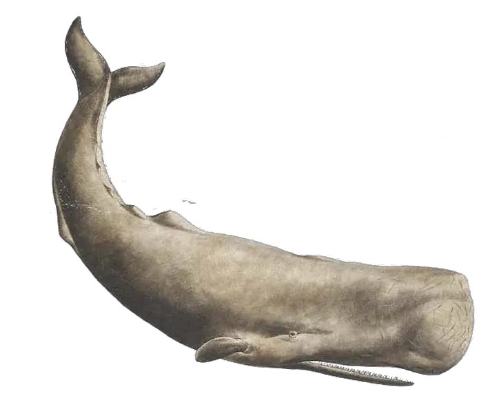 Whale PNG