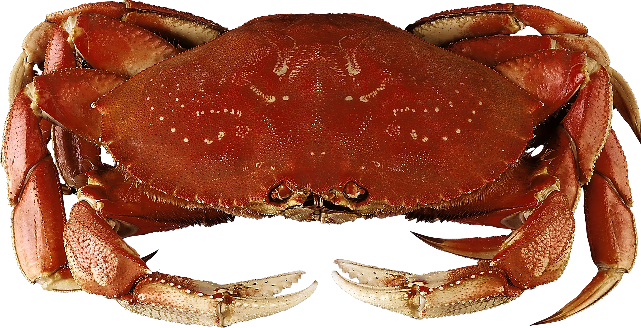Crab PNG