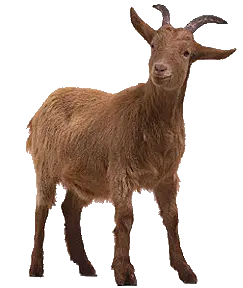 Goat PNG