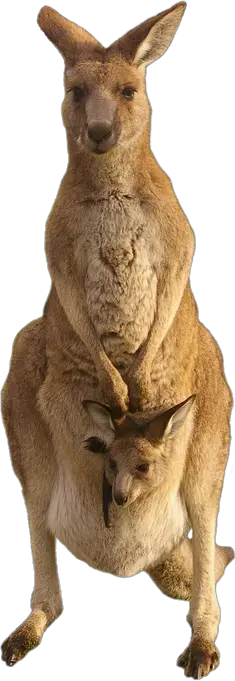 Kangaroo PNG