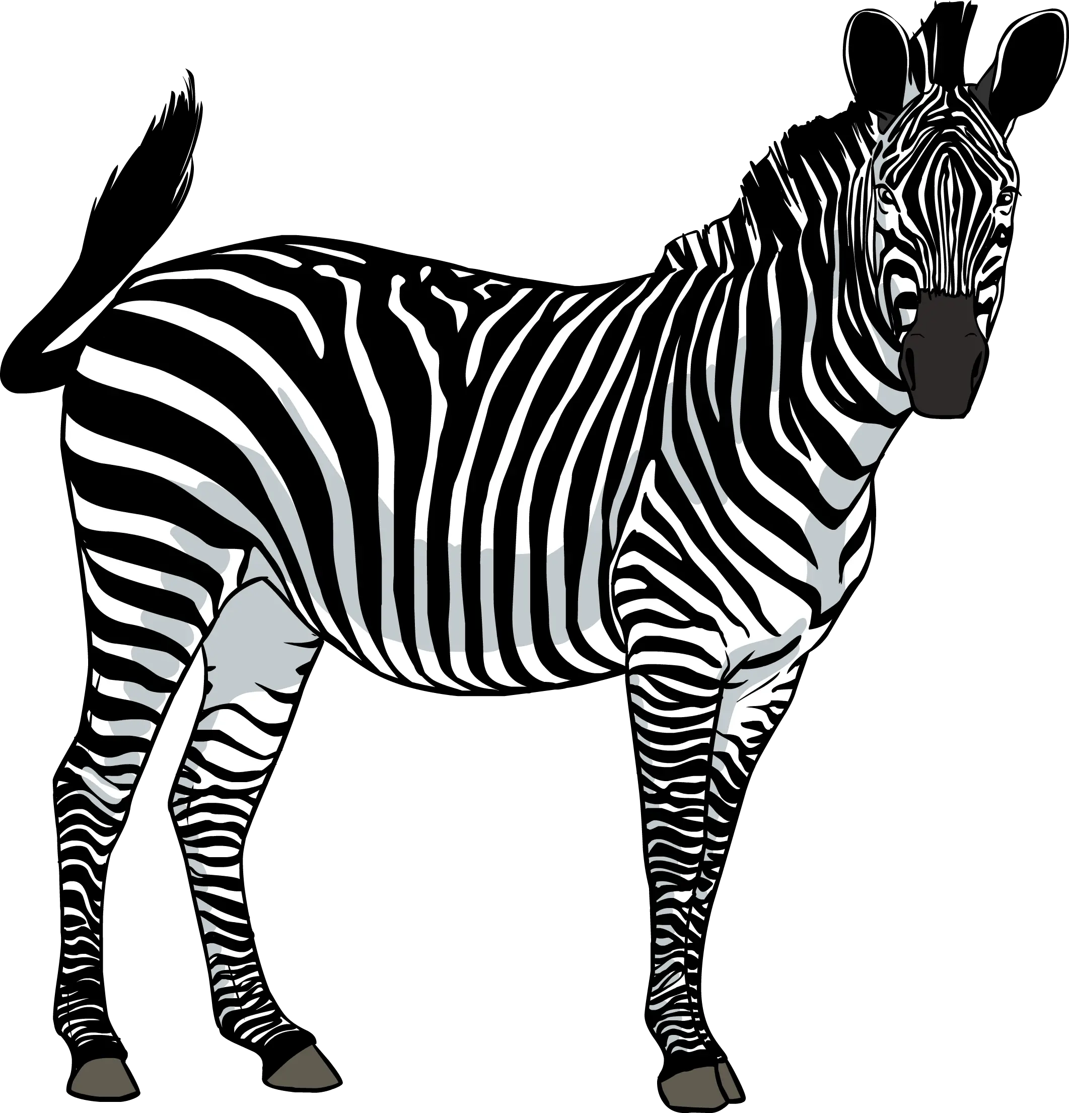 Zebra PNG image