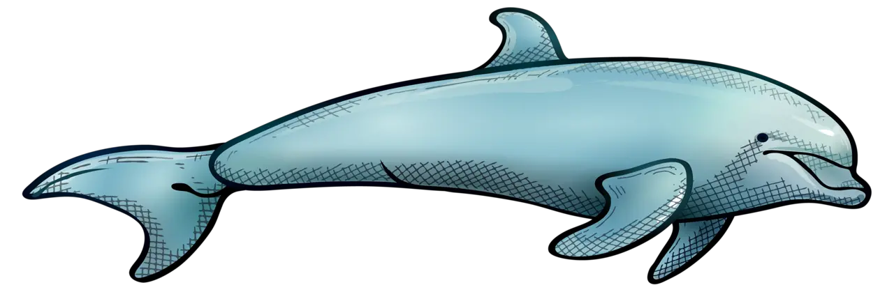 Dolphin PNG