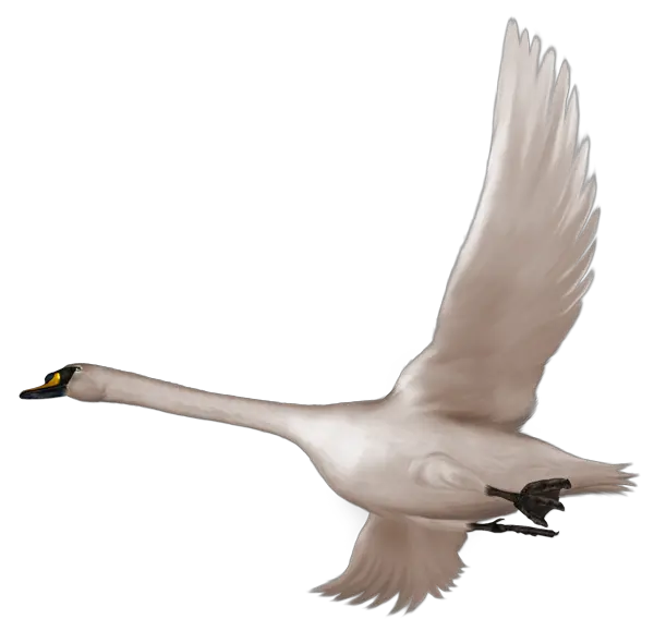 Swan PNG