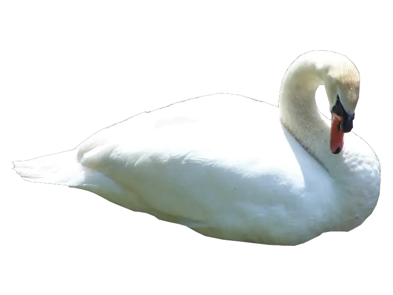 Swan PNG