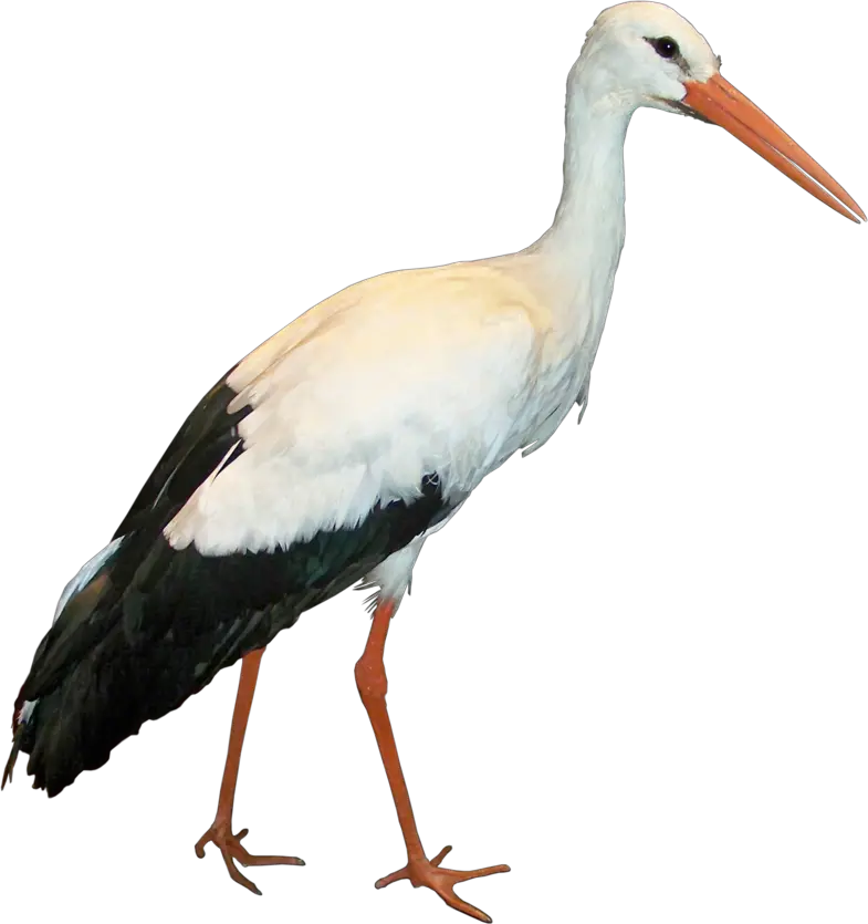 Stork PNG