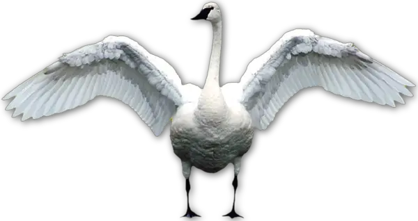 Swan PNG