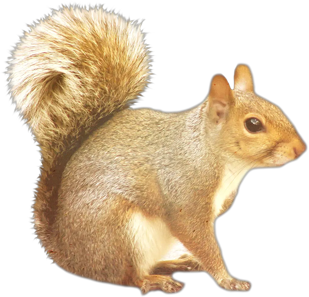 Squirrel PNG