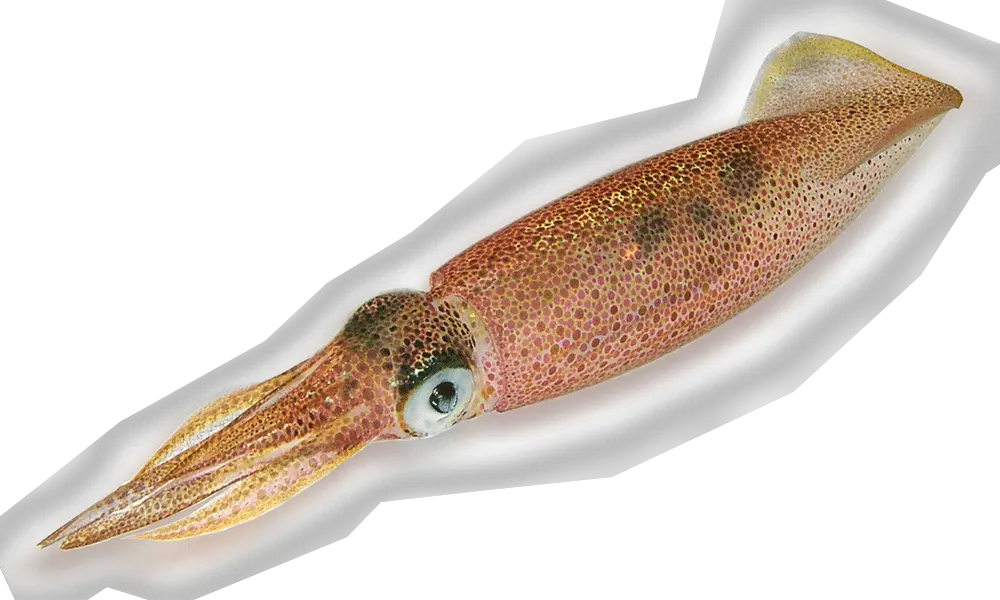 Squid PNG