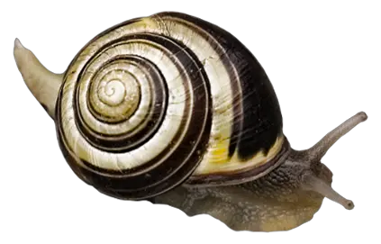Snail PNG