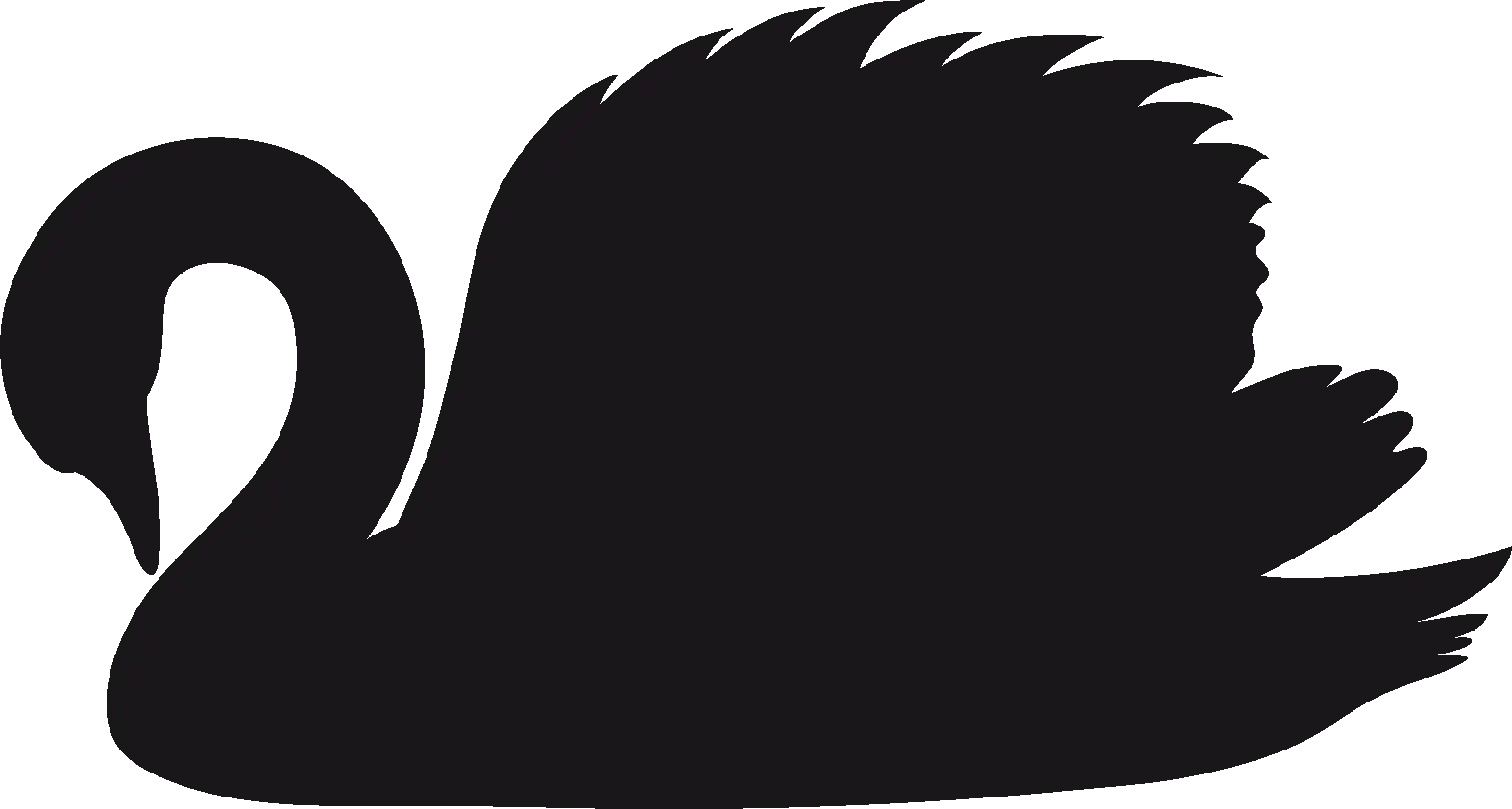 Black swan PNG