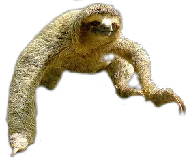 Sloth PNG
