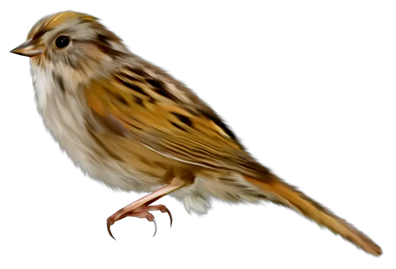Sparrow PNG