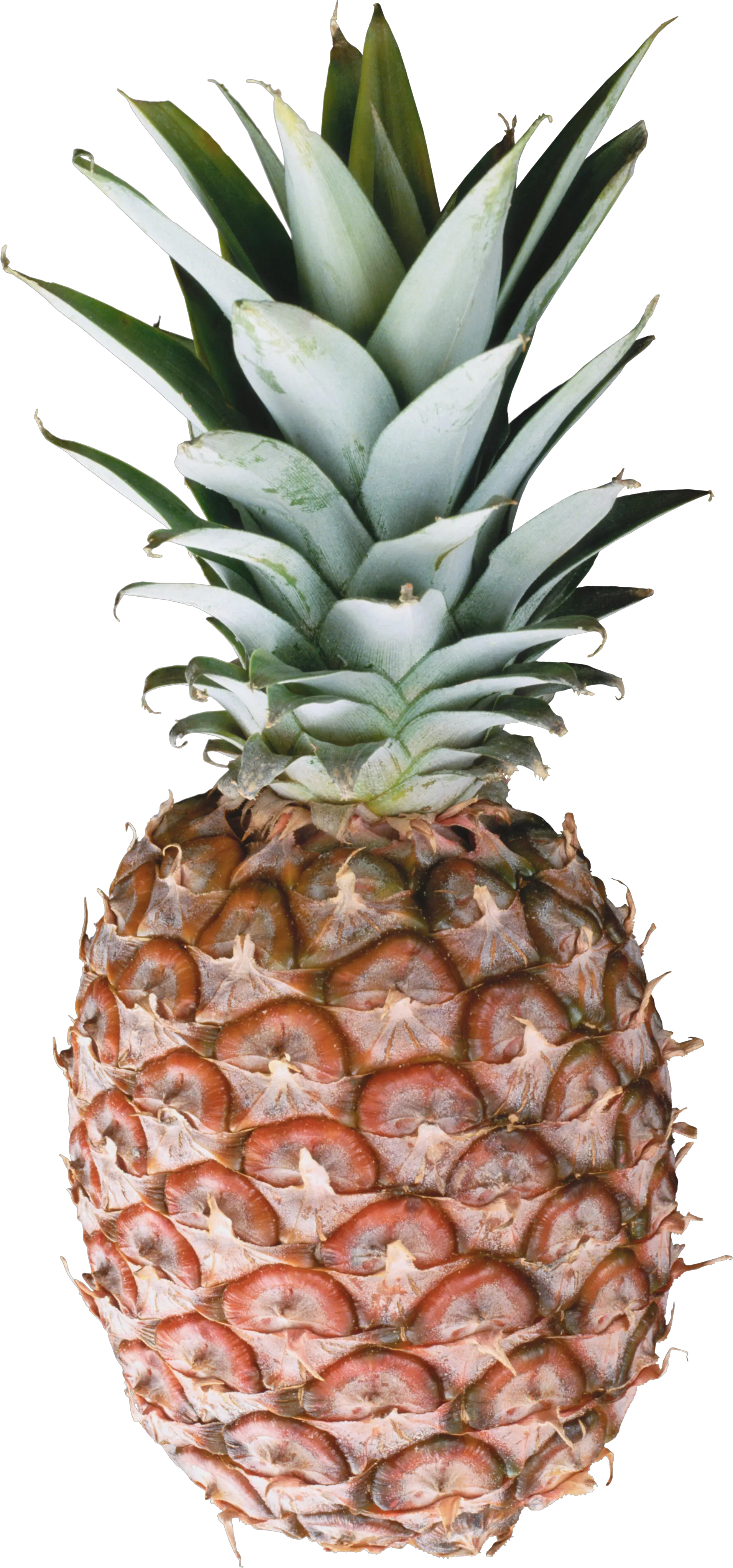 Pineapple PNG image free download