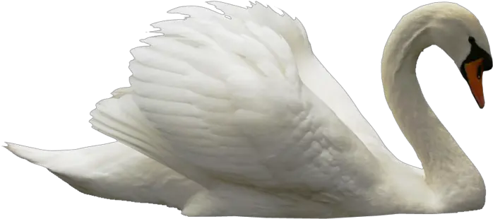 Swan PNG