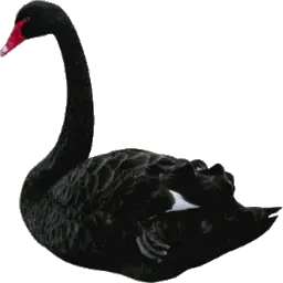 Black swan PNG