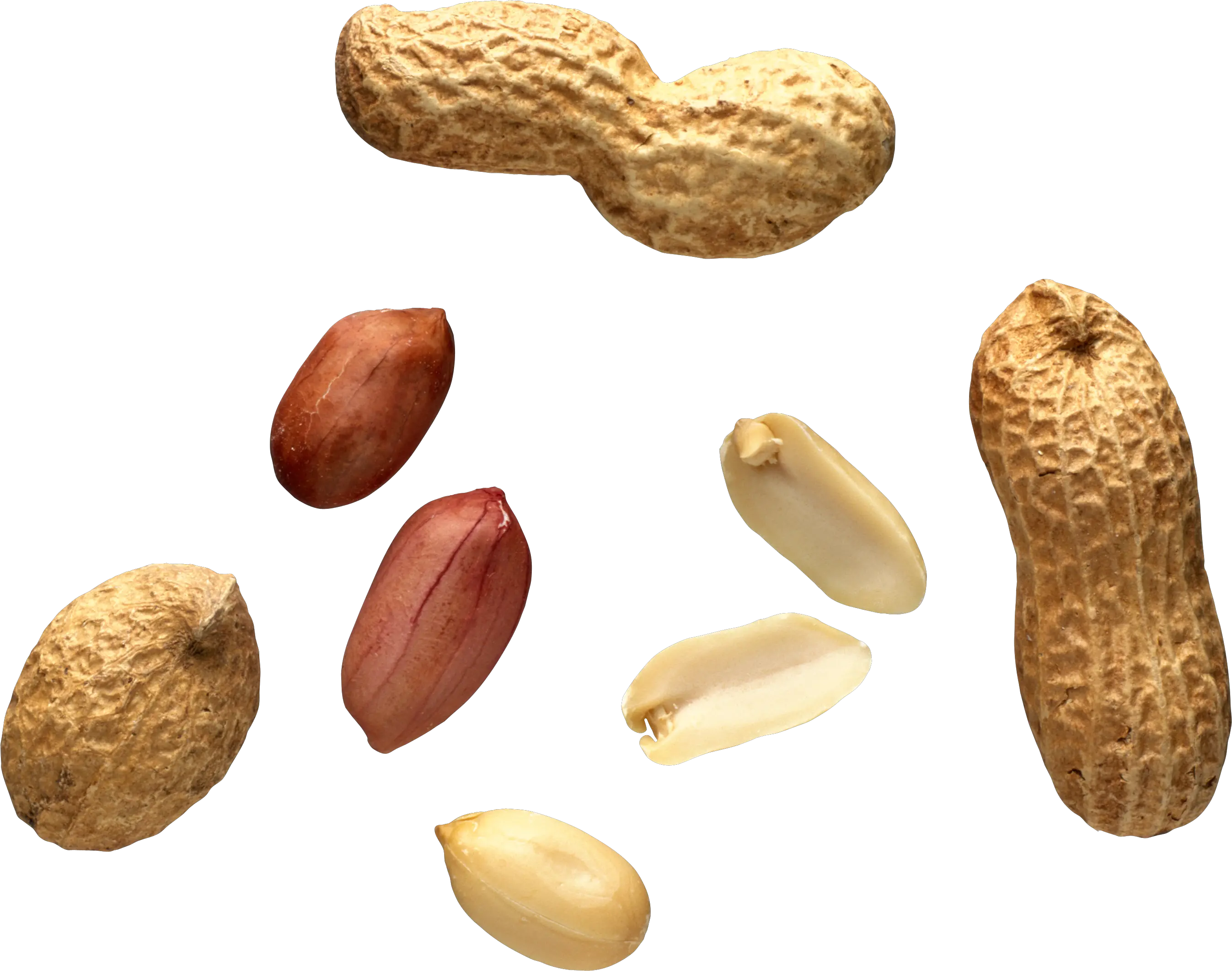 Peanut PNG