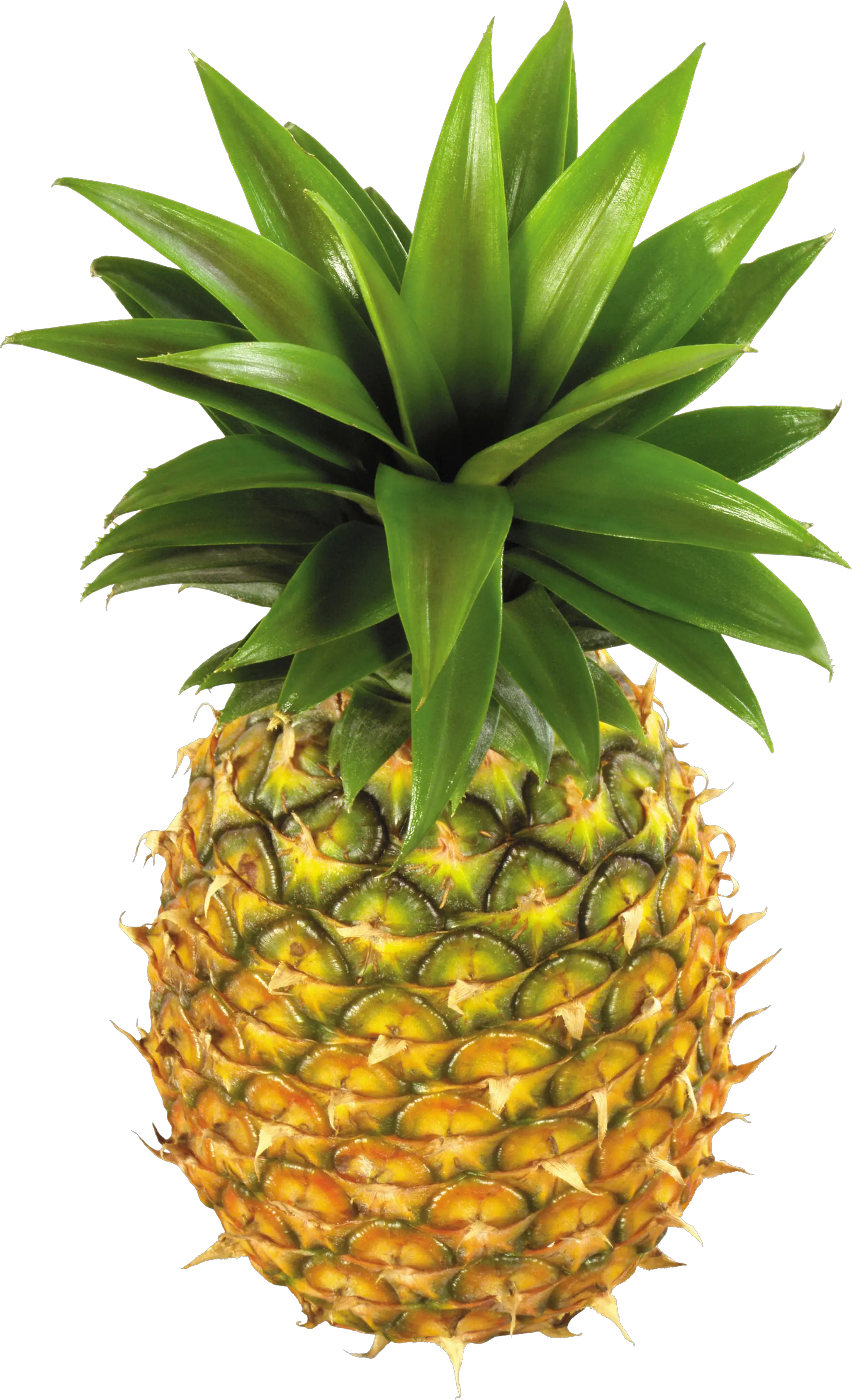 Pineapple fruit PNG image