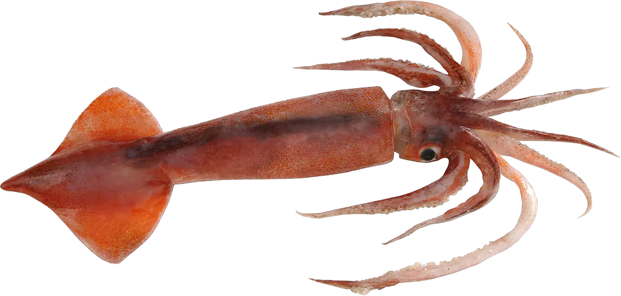 Squid PNG