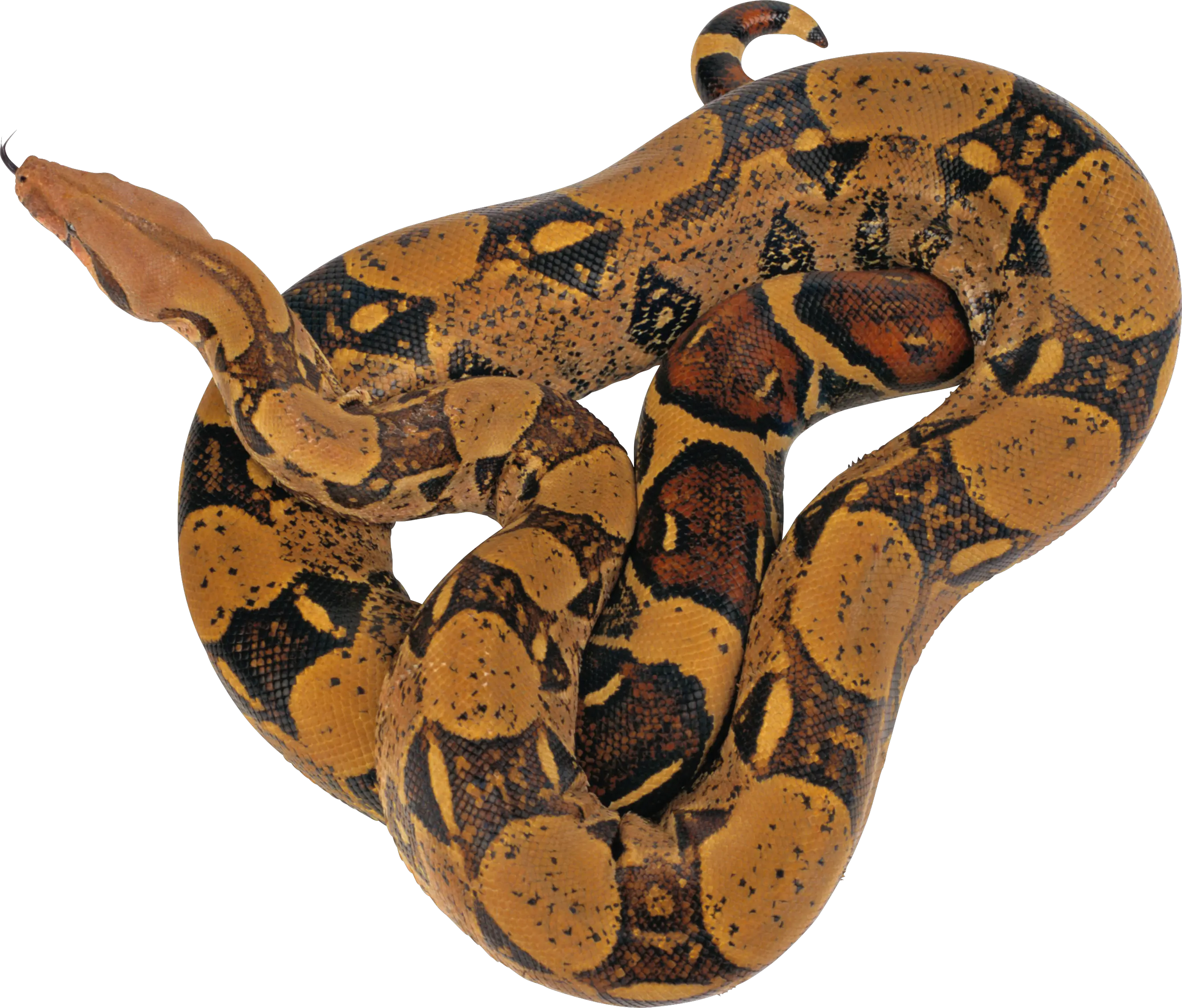 Snake PNG image picture download free