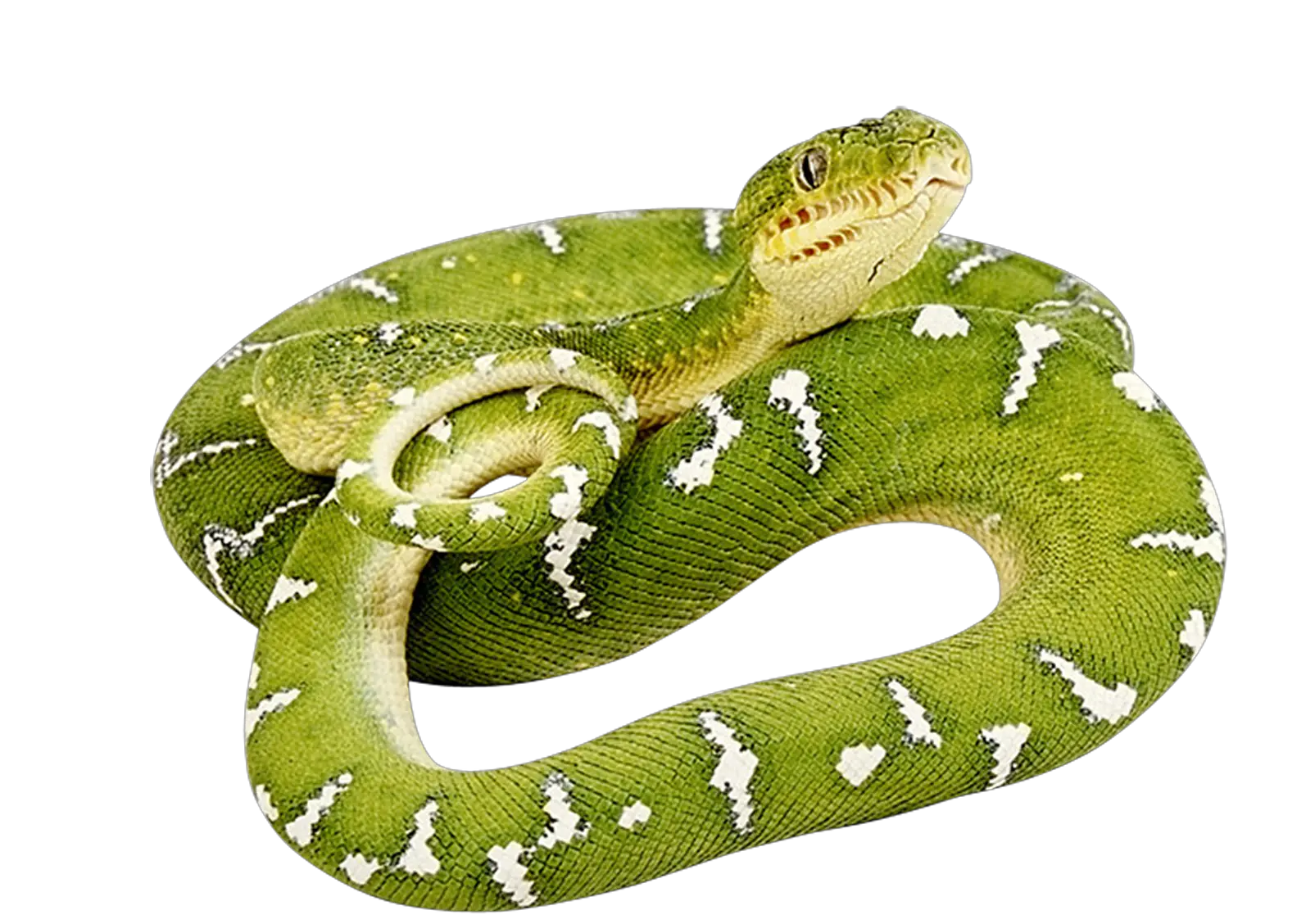 Green snake PNG image