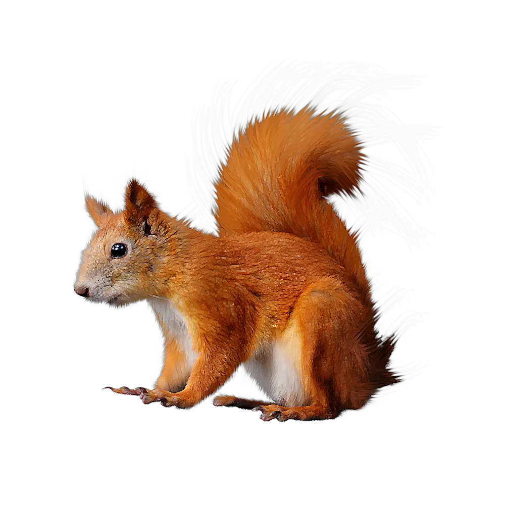 Squirrel PNG