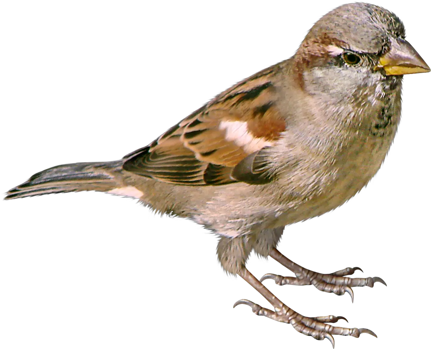 Sparrow PNG