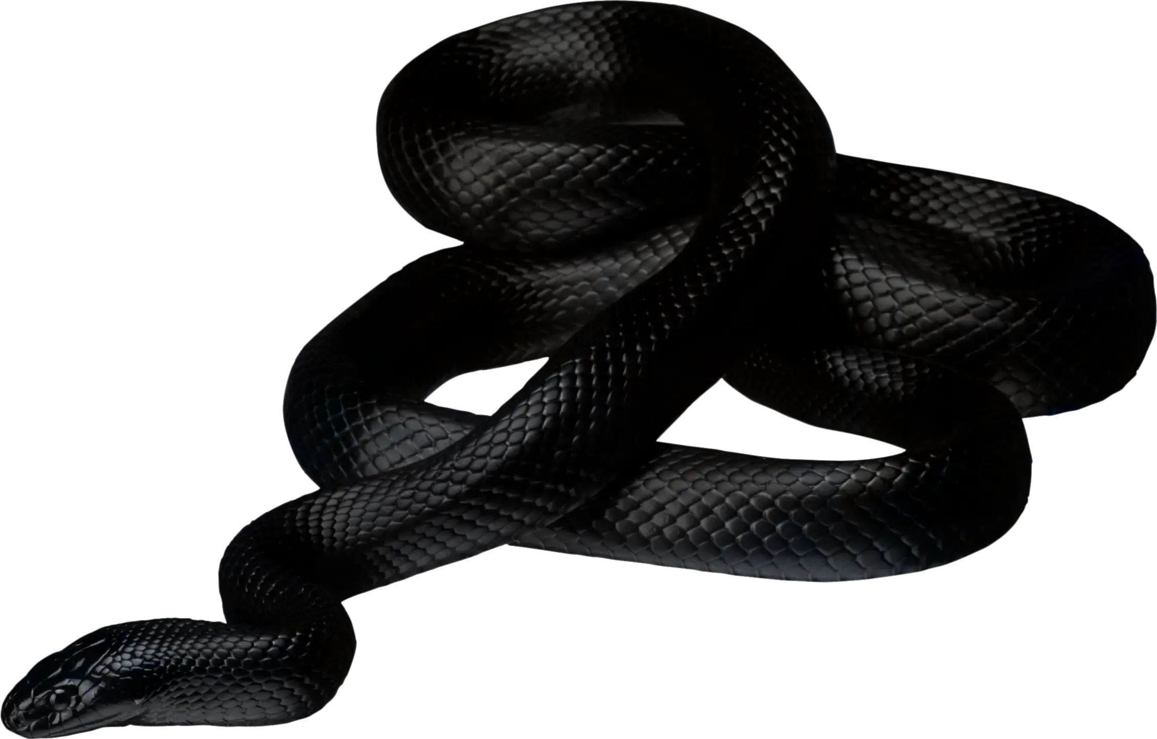 Black snake PNG image picture download free