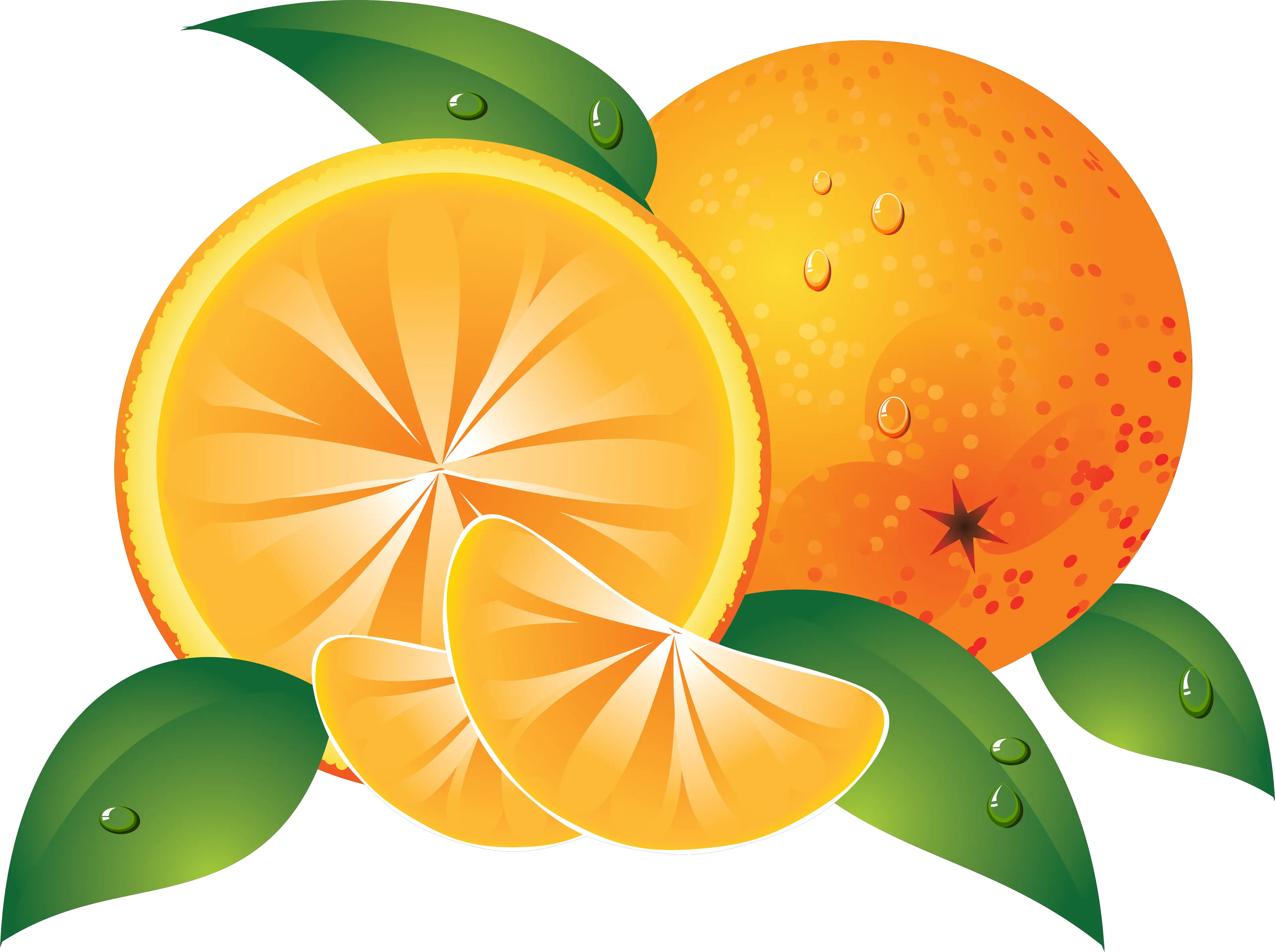 Oranges drawing PNG image