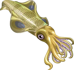 Squid PNG