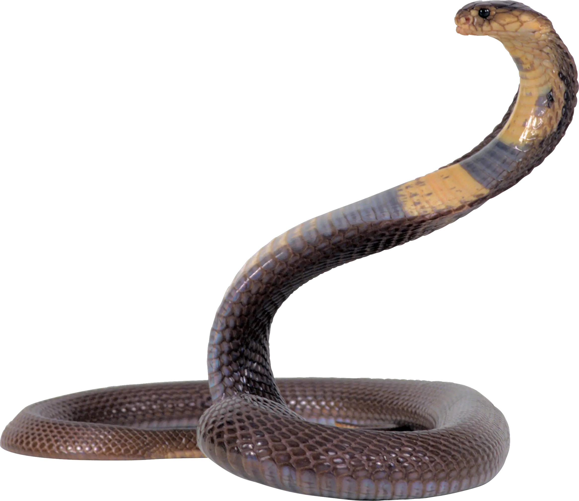 Cobra snake PNG image free download picture