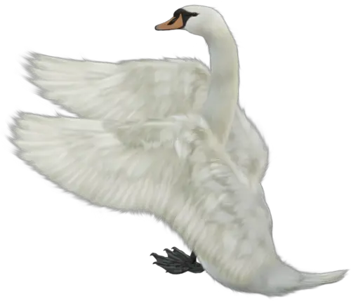 Swan PNG