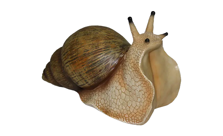Snail PNG