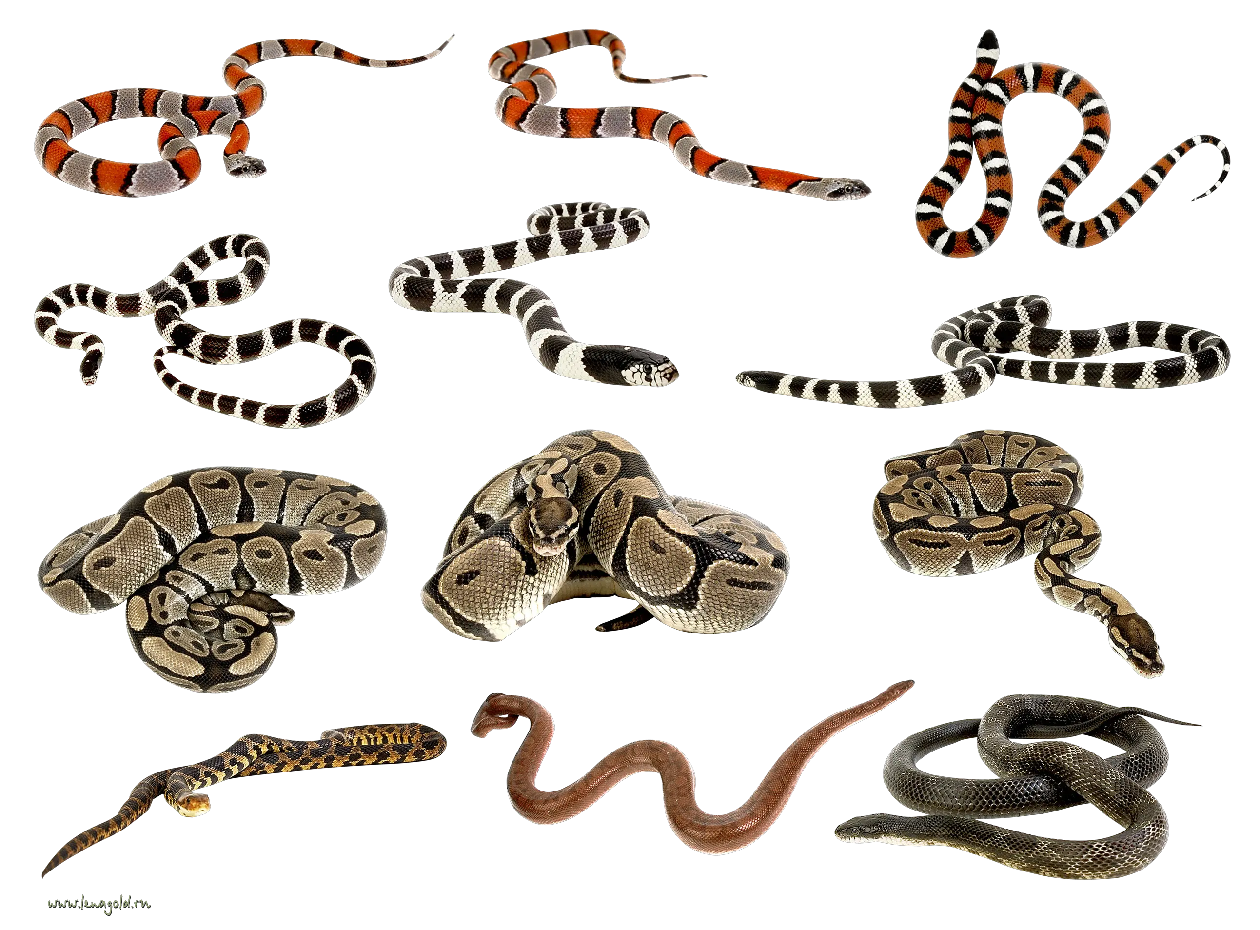 Snakes clipart PNG images