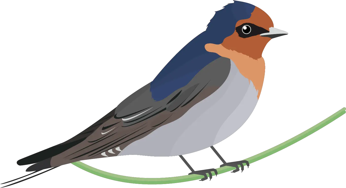 Swallow PNG