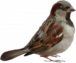Sparrow PNG