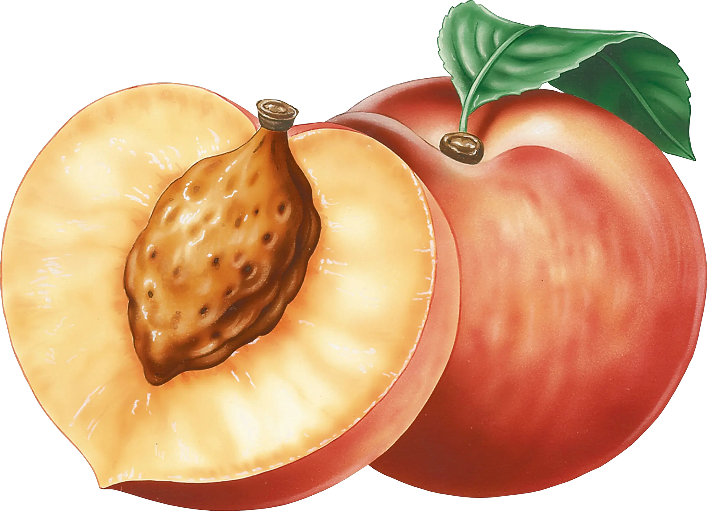 Peach PNG image